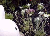 エーデルワイス