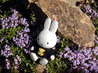 �C�u�L�W���R�E�\�E