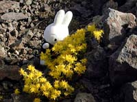 �~���}�}���l���O�T(?)