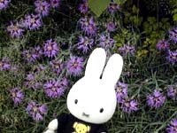 �^�J�l�i�f�V�R