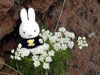 �~���}�[���R