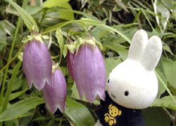 ���}�z�^���u�N��