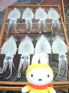 �C�݉����̊����X�ɂ�