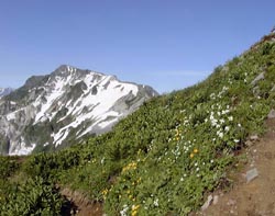 白馬岳とお花畑
