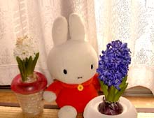 ミッフィーandヒヤシンス