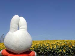 キャーひまわり