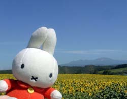 ひまわりミッフィー