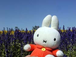 らべんだーミッフィー