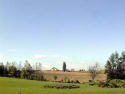 ケンとメリーの木