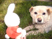 わんちゃんですー