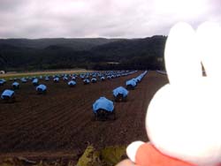 ミッフィーとゴン太