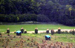 ほそながゴン太