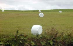 ましゅまろ近景