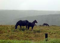 霧多布の馬