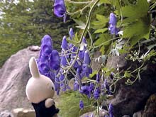 �g���J�u�g