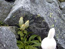 ���Ȃ��Ȃ���