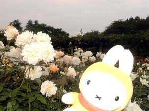 薔薇ミッフィー