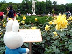 イエロージャイアント