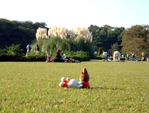 神代植物公園、大芝生で昼寝