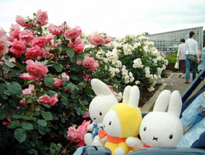 2003年春の薔薇園