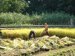 稲刈り