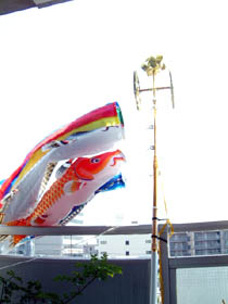 たなびく鯉のぼり