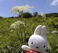 シシウドとミッフィー