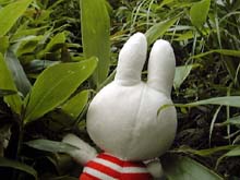 やぶこぎミッフィー