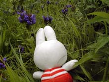 お花をなぎたおしつつ