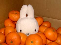 ミッフィーinみかん