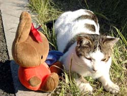 ねこちゃんこんにちは