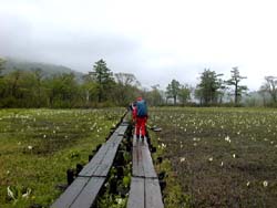 ���������̖ؓ�