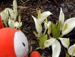 ミッフィーと水芭蕉