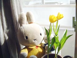 冷蔵庫チューリップ