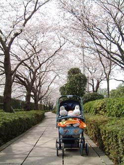 桜並木にて