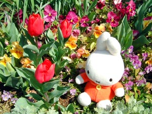 アンジェの花壇にて