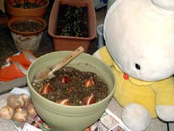 チューリップを植える