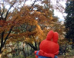 紅葉ミッフィー