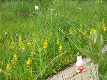 �����̏���