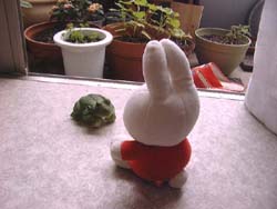 とつぜんのお客さん